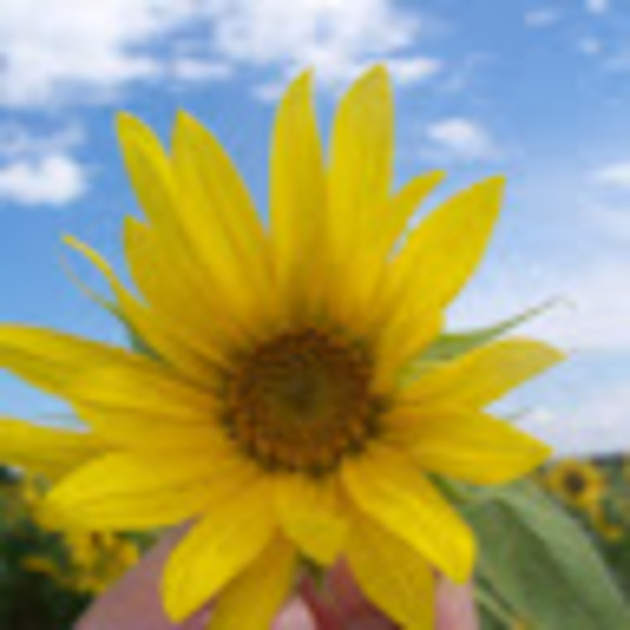 Meet your Posher, Meredith - Picture 1 of 1